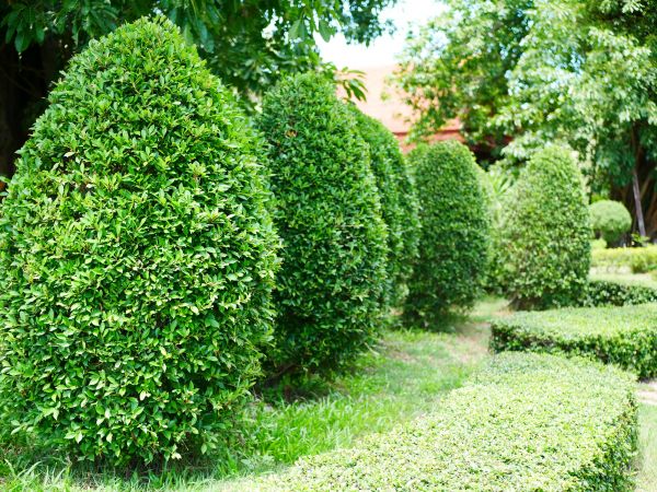 Evergreen Trimming