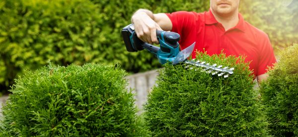 Evergreen Shaping