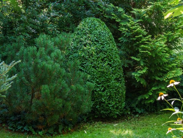 Evergreen Cutting