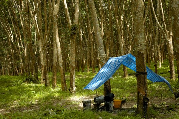 Rubber Tree Pruning