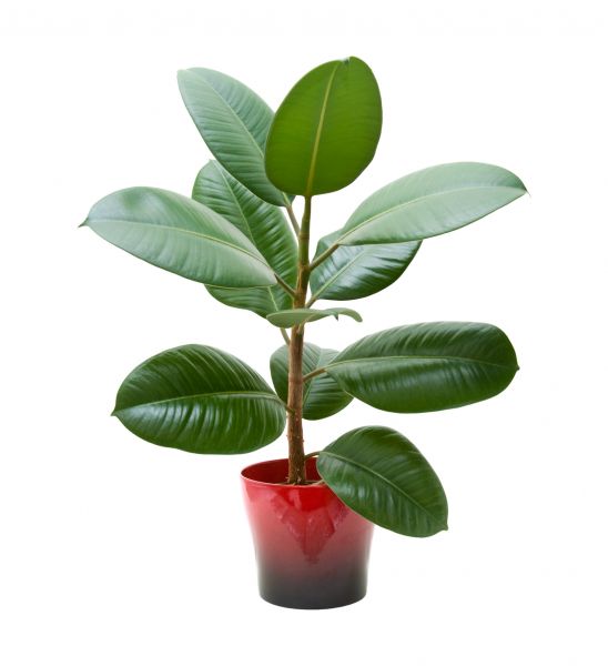 Rubber Plant Trimming