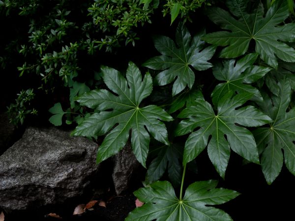 Japanese Aralia Pruning