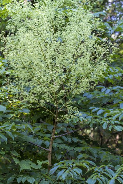 Aralia Pruning