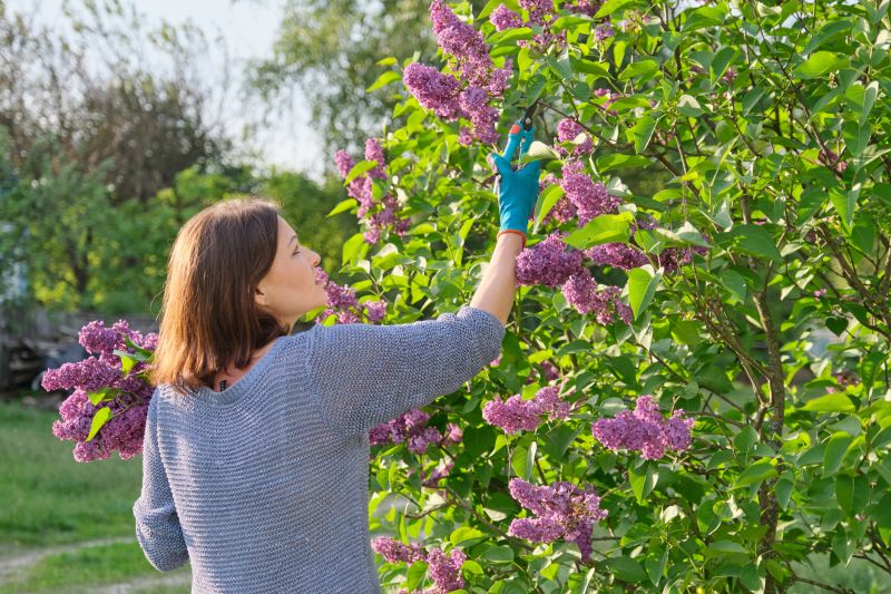 Lilac Bush Removal