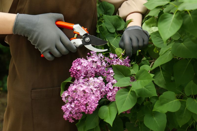 Lilac Bush Removal