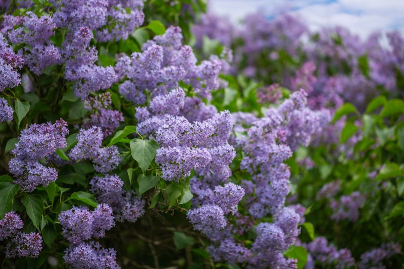 Overgrown Lilac Bush