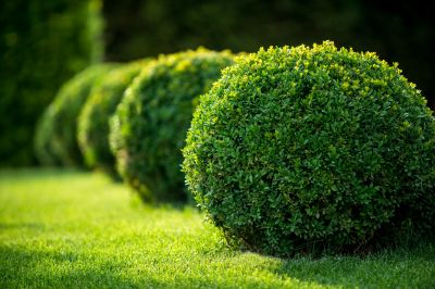 Recently Trimmed Shrubs