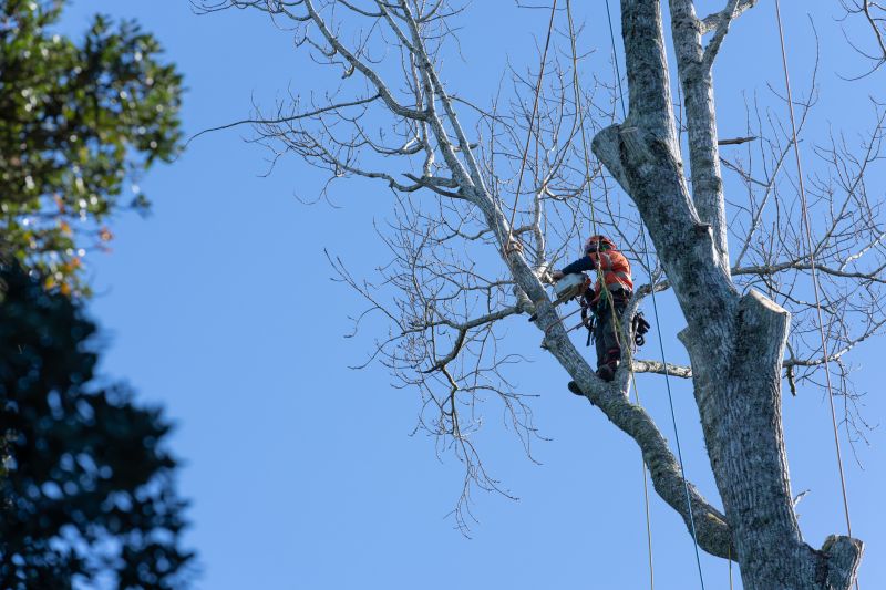 Tree Care Specialists